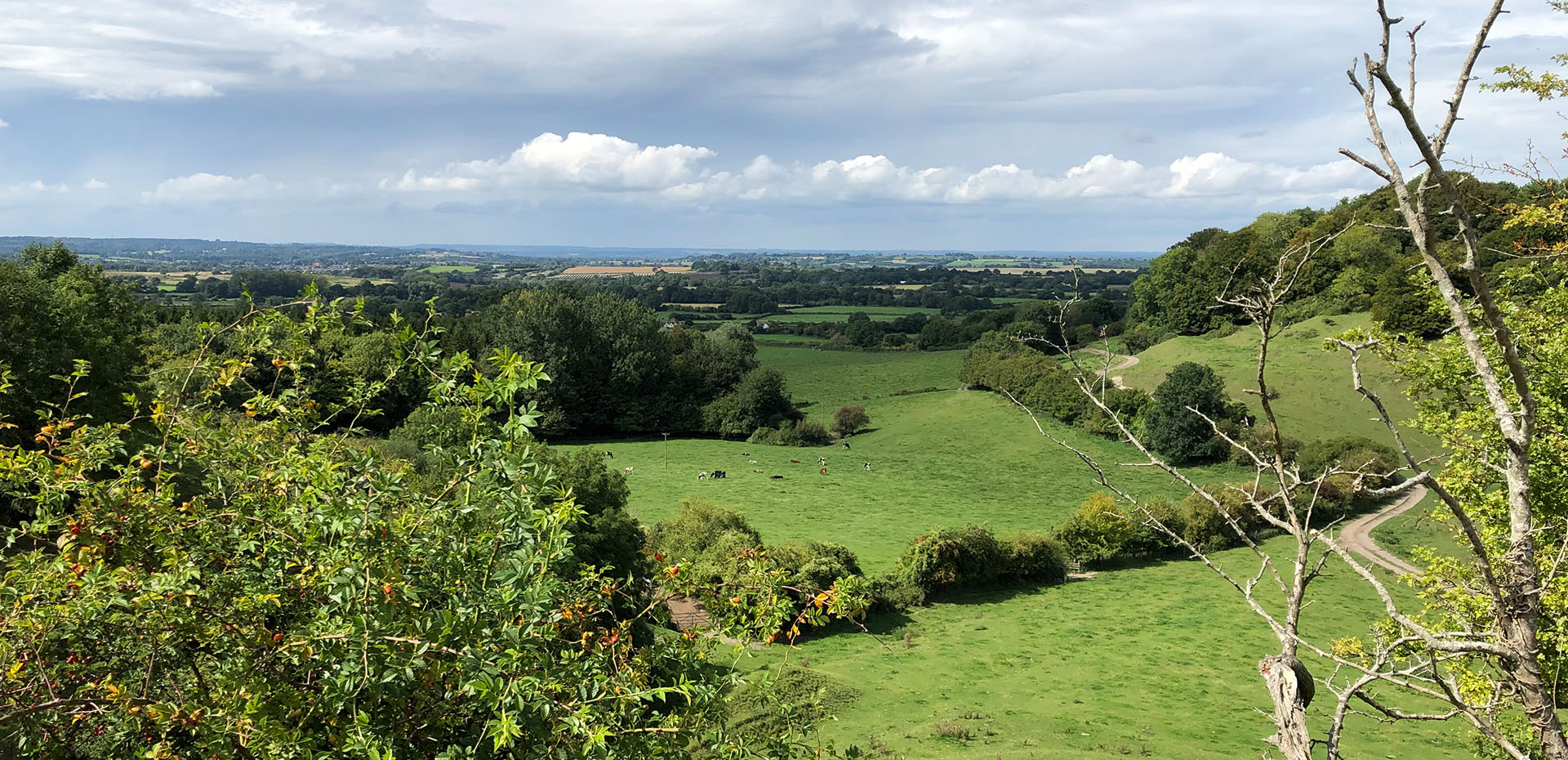 Image showing pastoral sccene of green valley with cows grazing in the bottom and farm track twisting along the side of valley