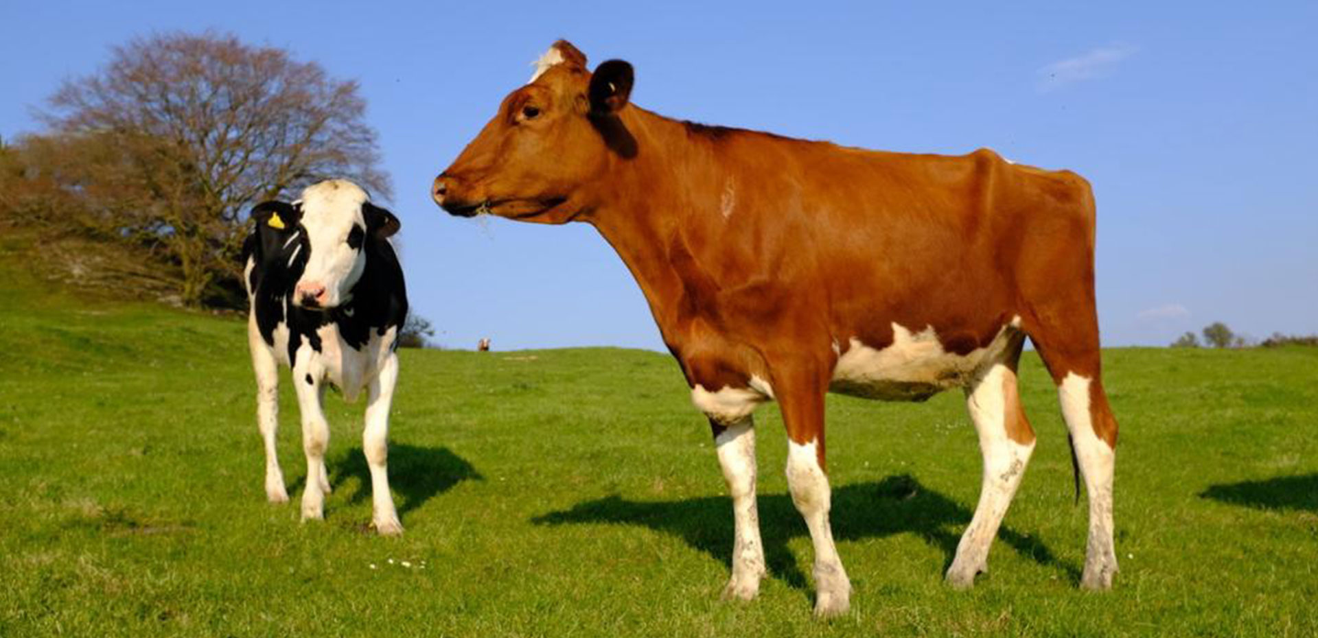 Holstien cows from the manor farm herd